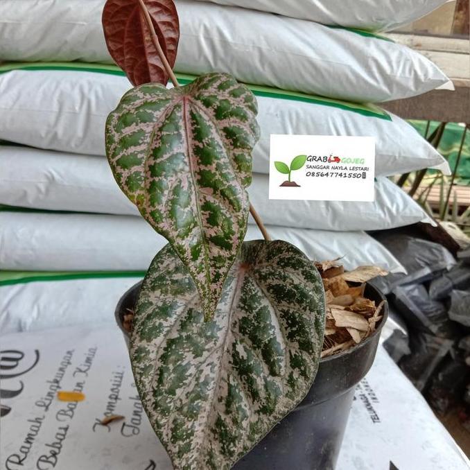 Jual bibit siri merah /tanaman herbal/apotek hidup murah