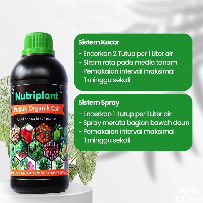 Pupuk Aglonema | Pupuk Organik Cair Aglonema | Nutrisi Tanaman murah