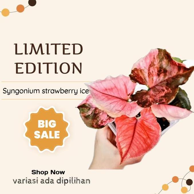 Tanaman hias Syngonium Strawberry Ice ORIGINAL Stroberi ice Variegata murah