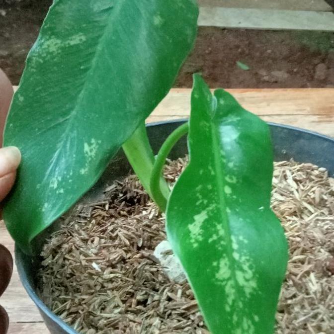 tanaman hias pilo dragon variegata