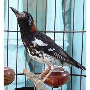 Dbutsu- Dr Edhi Rontok Obat Rontok Nyulam Ngurak Bulu Burung Murai Kenari