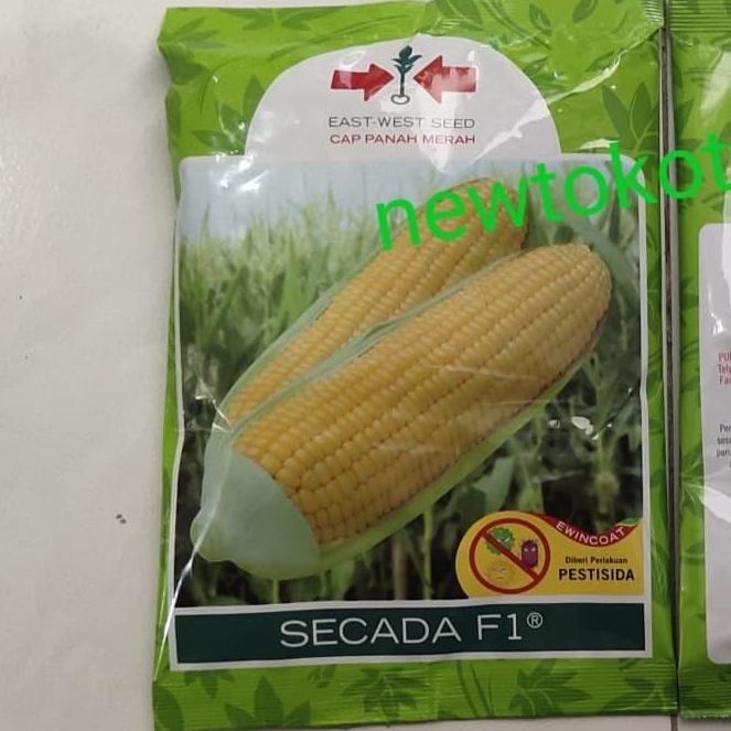 Benih jagung manis SECADA 88 F1 1800 butir dari panah merah  jagung manis hibrida secada 200gram