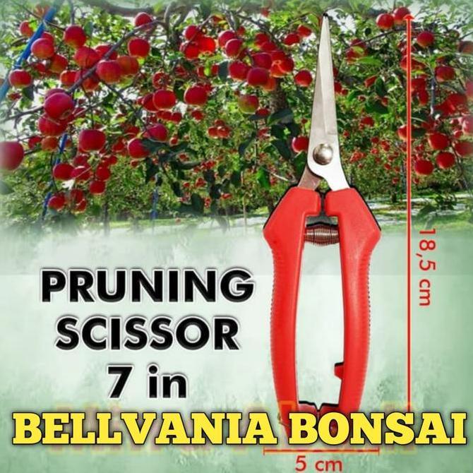 gunting dahan dan ranting bonsai