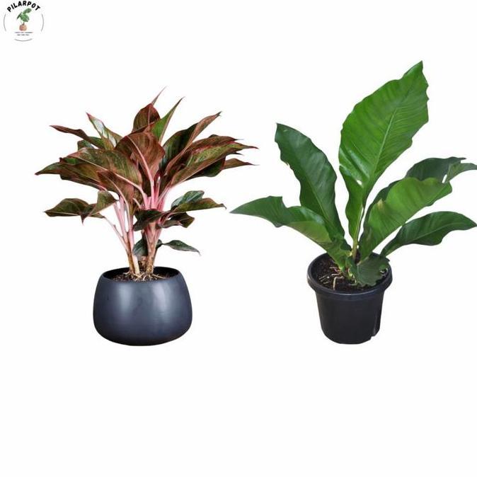 Okwemereza- Media Tanam Organik Khusus Anthurium Aglaonema Siap Pakai - Aglaonema