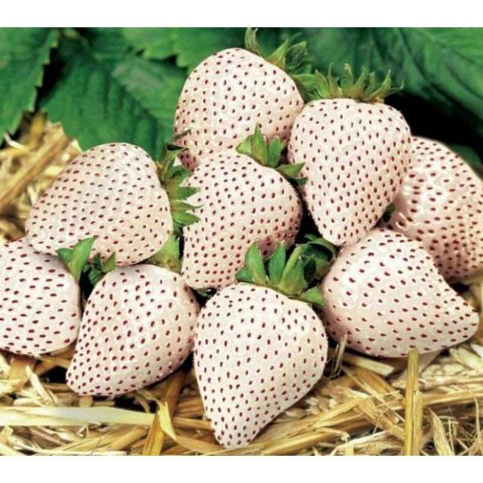 Benih Bibit Biji Buah Stroberi Strawberry White Alpine Import