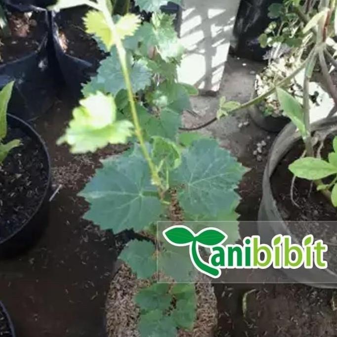 Bibit Anggur red master- Pohon Anggur - Tanaman cepat berbuah