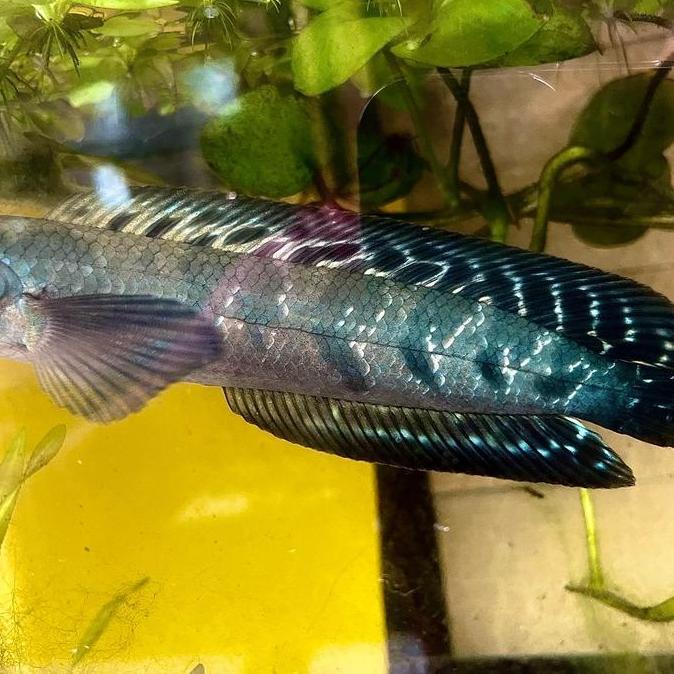 Altx- Pelet Supplement Black Diamond