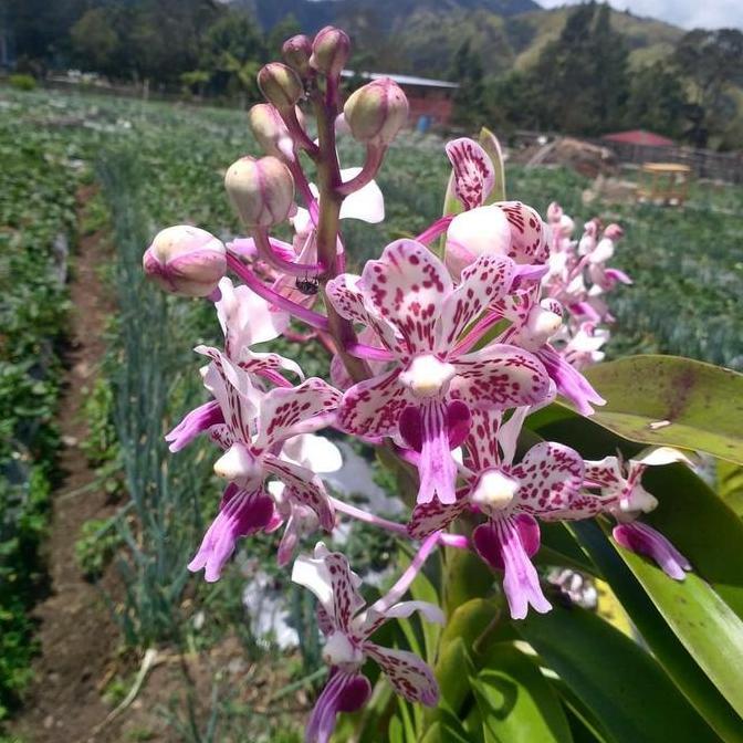 Whyyou- [ Dewasa ] Vanda Tricolor Merapi Anggrek Wangi Langka Dari Lereng Gunung Api