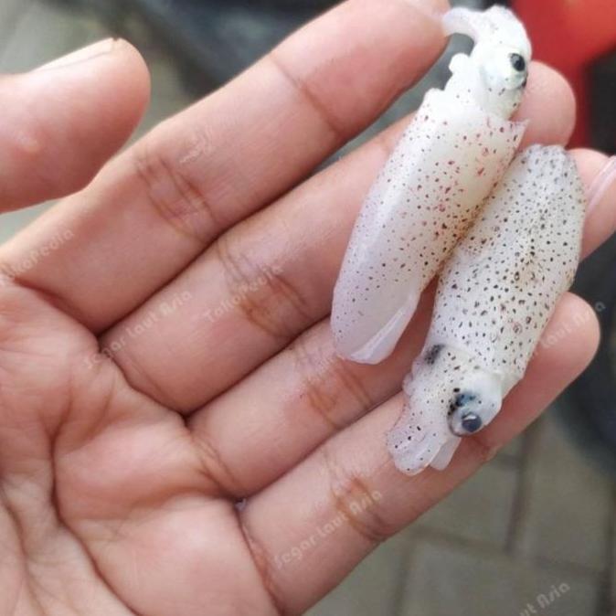 PARDIONSSTORE - CUMI BABY 1KG / BABY CUMI SEGAR / BABY CUMI BASAH SEGAR / CUMI KECIL / SEAFOOD SQUID