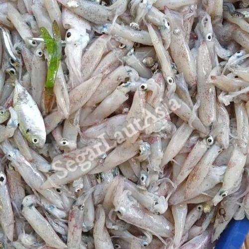 PARDIONSSTORE - CUMI 1KG / CUMI BASAH / CUMI SEGAR / CUMI CNEDOL 1KG / CUMI CENDOL SEGAR / SEAFOOD S