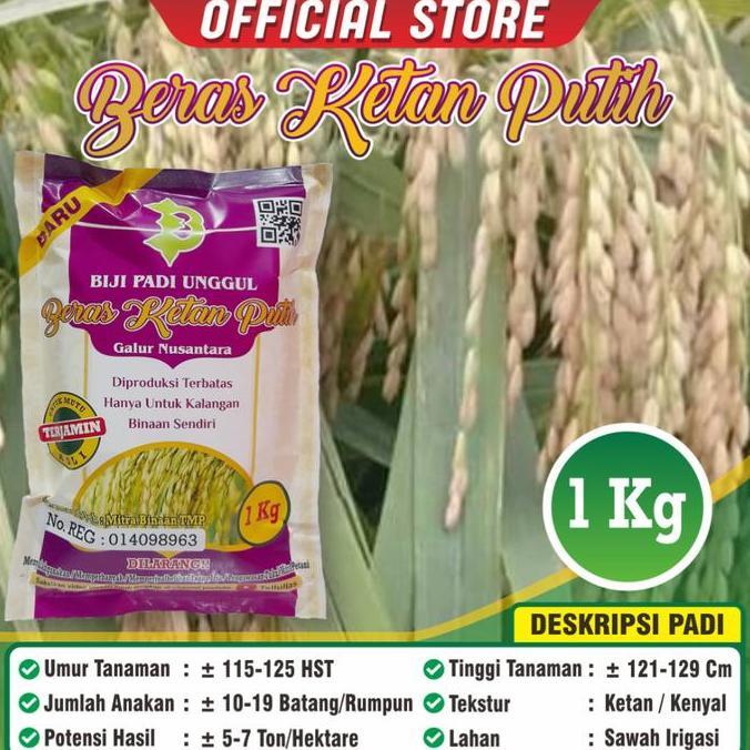 Benih Padi Ketan Putih ABD