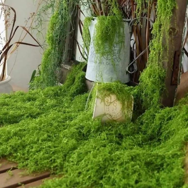 Promo Cod Artificial Moss Moss Sintetis Moss Artificial Sintetis Premium Murah Lumut Abadi Dekorasi 