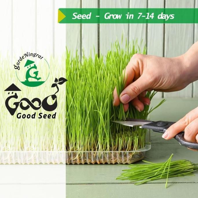 GoodSeed - Biji Gandum (Benih Wheatgrass) Superfood Rumput Kucing 1 kg