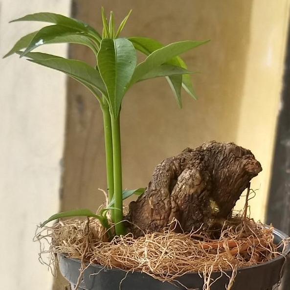 Bahan Bonsai Pohon Pule