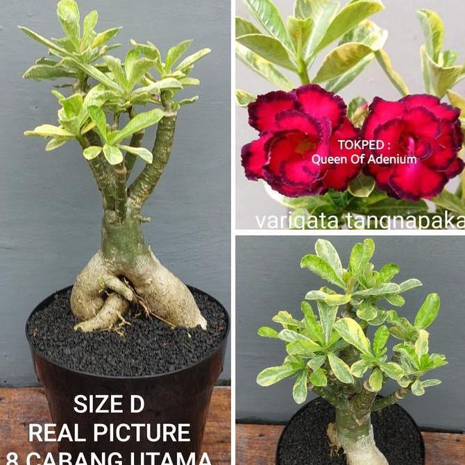 Terlaris Adenium Tumpuk Kamboja Jepang Id Tangnapaka Varigata Si Daun Unik Warna Kuning Size D Real 