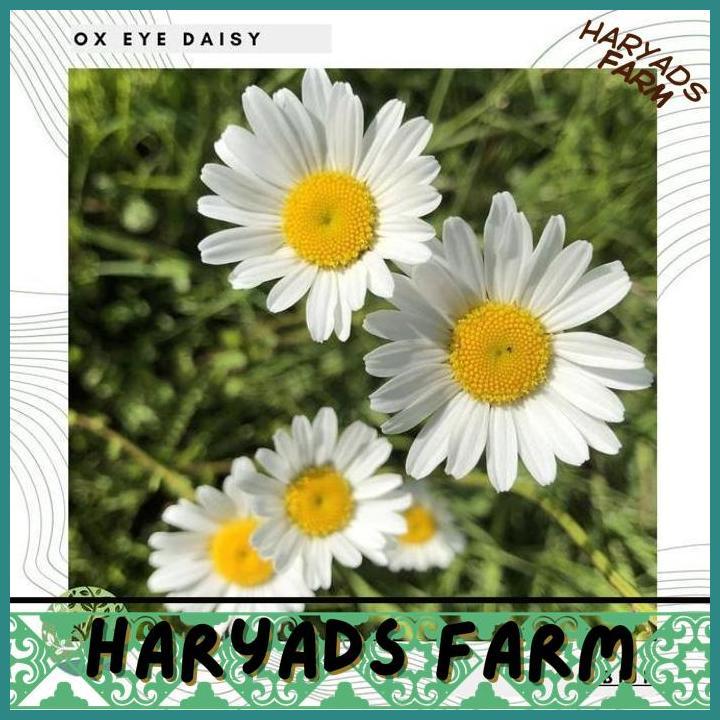 HF BENIH BIBIT BIJI - CHRYSANTHEMUM OX EYE DAISY FLOWER SEEDS - IMPORT - HARYADSFARM