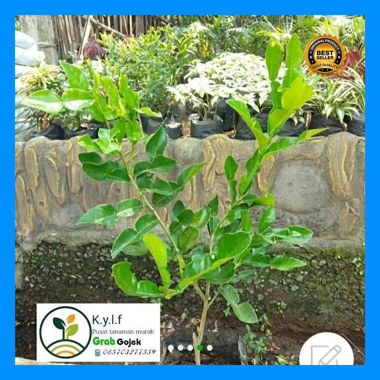 (Best Saller) Bibit Buah Jerruk Purut  Siap Tanam / Buah Jeruk/ Jeruk Purut Cangkok / Daun Jeruk Mas