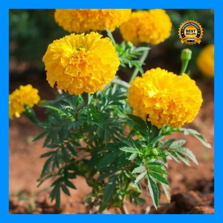 (Diskon) Tanaman Bunga Marigold Kuning/Tanaman Hias/Bunga Marigold Di Pot Bestseller