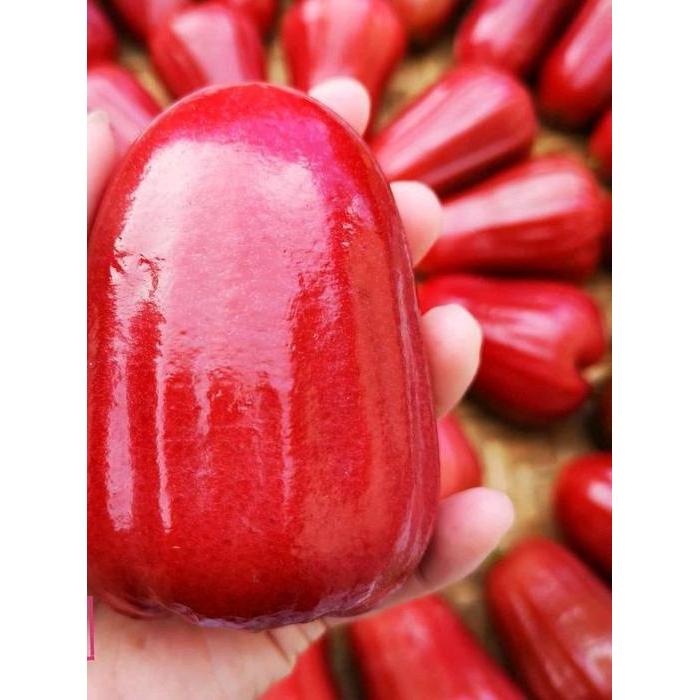 COD benih jambu air citra jumbo cangkok/okulasi cepat berbuah