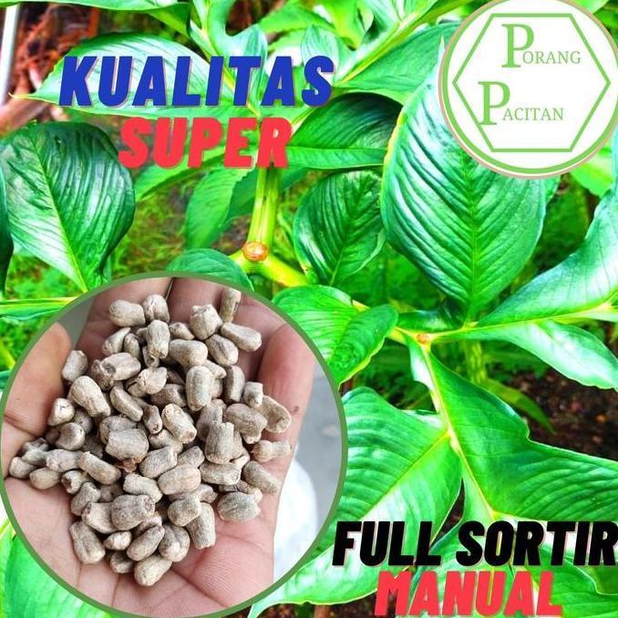 Terlaris Bibit Porang Bunga Spora 500 Gram Siap Tanam Harga Terjangkau