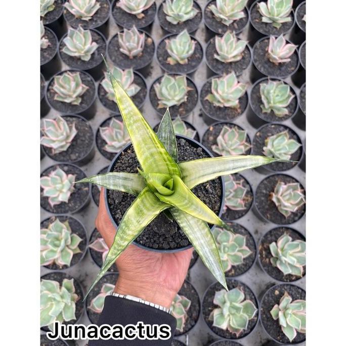 Terlaris Sansevieria Cordova Variegata Putih