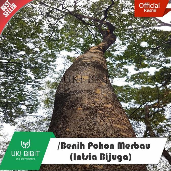 Terlaris ( 1 Kg ) Benih Merbau / Intsia Bijuga