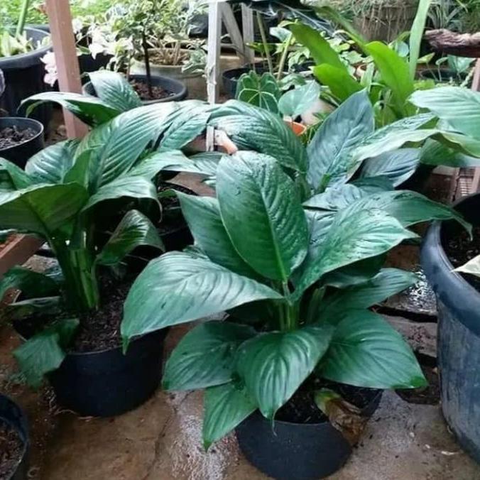 Terlaris Tanaman Bunga Lily Peace Giant / Sepatu Flim Bangkok