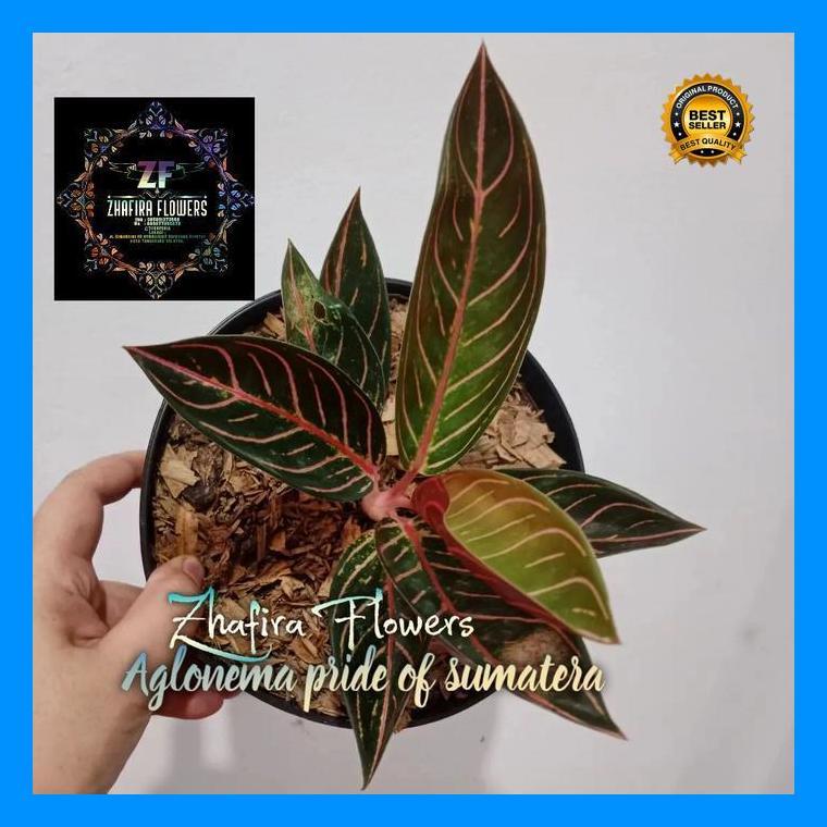 (Termurah) Aglonema Red Sumatra / Pride Of Sumatra Bestseller