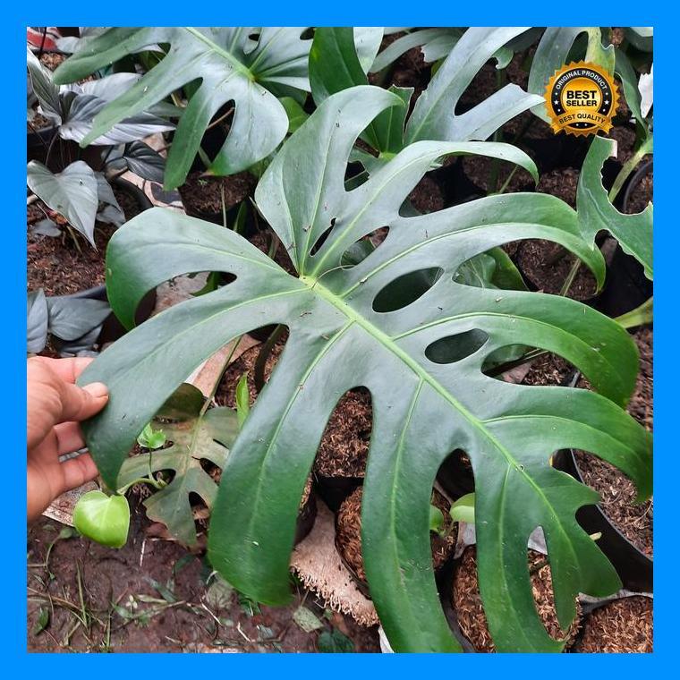 (Terbaru) Tanaman Monstera Deliciosa King 1 Daun Tunas Bestseller