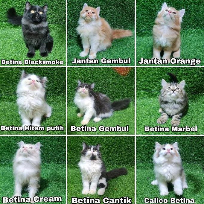 Jual Kitten Persian Persia Lucu Superan Kucing Besar Angora Anggora Adopsi Adop
