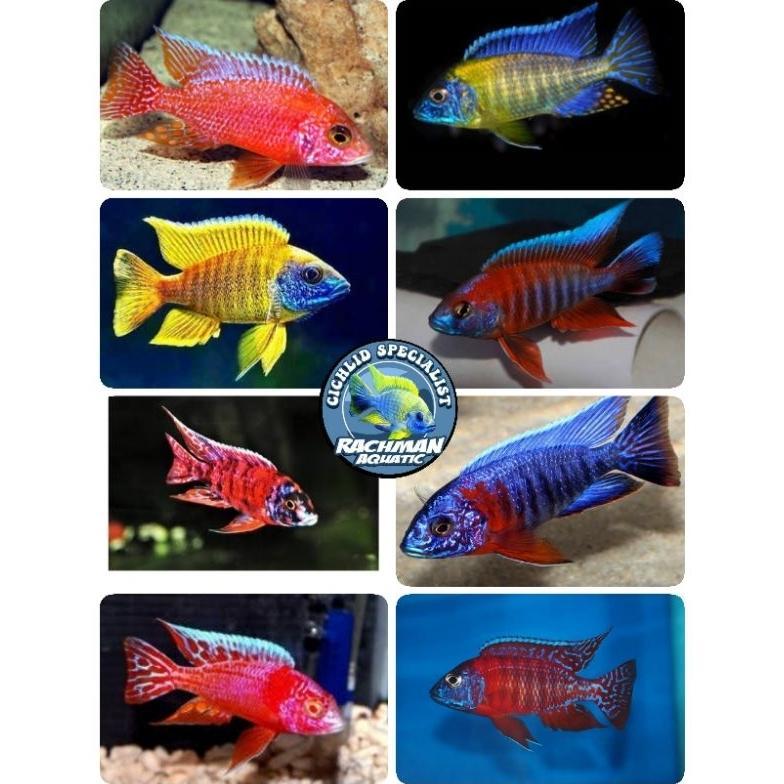 raja rawrr shop - Cichlid African Mix 10 ekor Gratis 1 (Aulonocara, Hap, Mbuna Request Jenis)