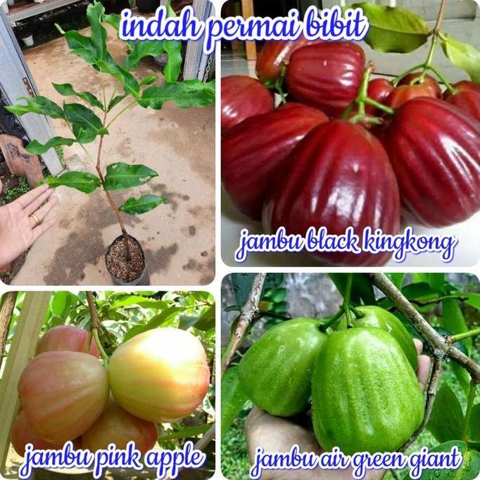 paket bibit jambu air 3 jenis hasil okulasi