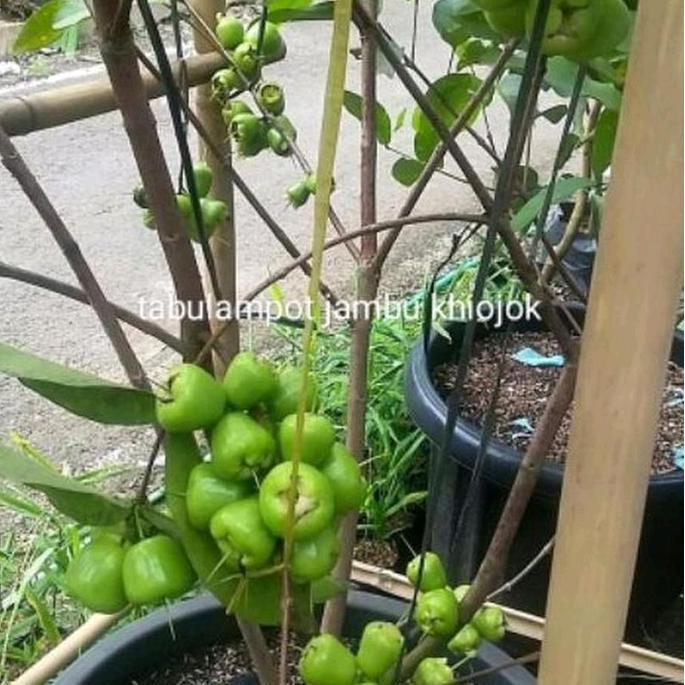 indukan jambu air kiojok hasil cangkok