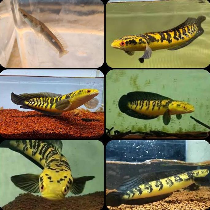 IKAN HIAS CHANNA MARU YELLOW SAMPIT UNTUK AQUARIUM