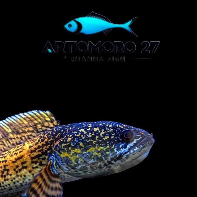 IKAN CHANNA AURANTI SIZE 3-6CM BAHAN GONDRONG