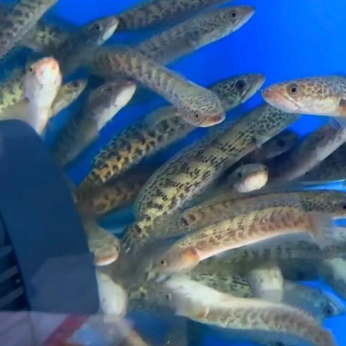 CHANNA AURANTI BABY 4CM