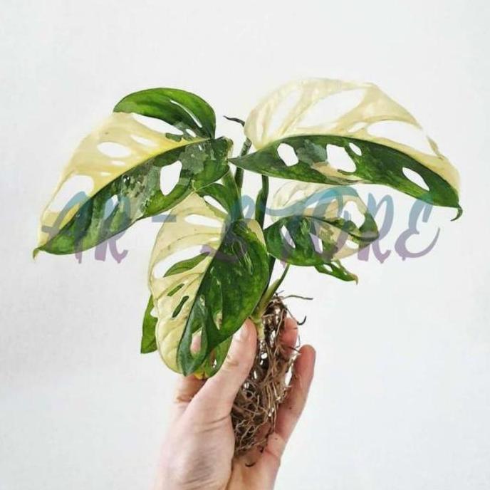 Promo bonggol ASLI atau bibit janda bolong varigata