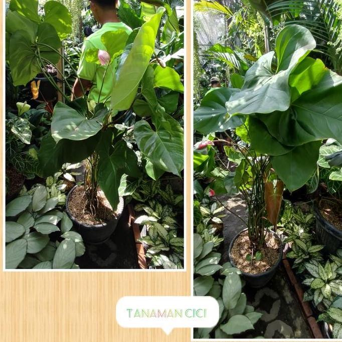 Tanaman Anthurium bunga besar tanaman hias surabaya