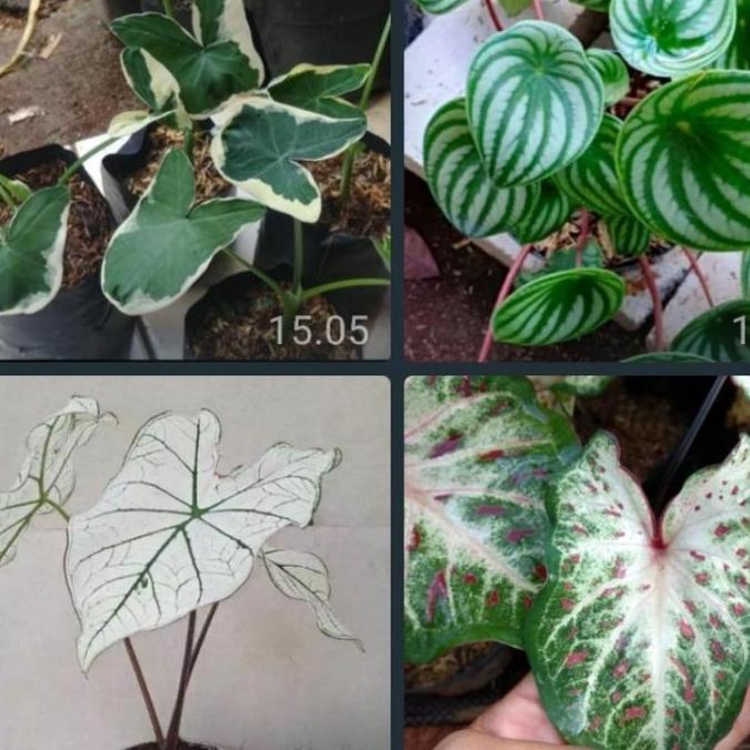 Terlaris Paket 4 Macam Jenis Tanaman Hias