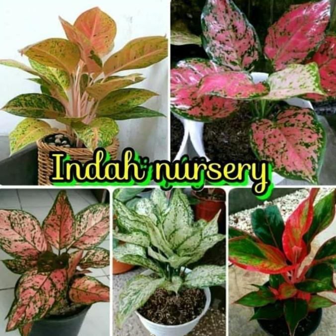 Terlaris Paket 5 Macam Bibit Bunga Aglonema Kualitas Unggul