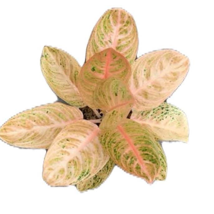 Terlaris Benih Bunga Aglonema Widuri Oren