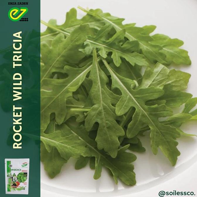 Terlaris Benih Lettuce Arugula Rocket Wild Tricia Indoseed