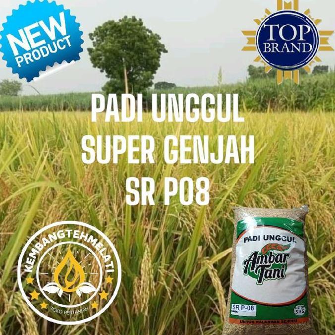 Terlaris Bibit Padi Benih Padi Sr P08 Ultra Genjah 5Kg Premium