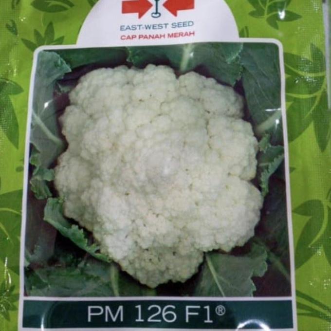 Terlaris Benih Bunga Kol Pm126 F1 10 Gram Bungkul Hibrida Pm 126 Panah Merah Kembang Kol Pm126 F1 Bu