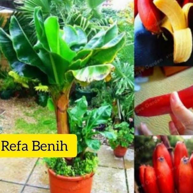 Bibit Pisang Mini Merah Langka / Pisang Merah / Bibit Unggul / Pisang ATV