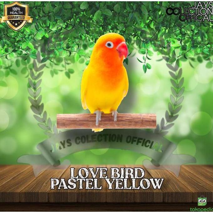 TERBARU Burung Lovebird Pastel Kuning