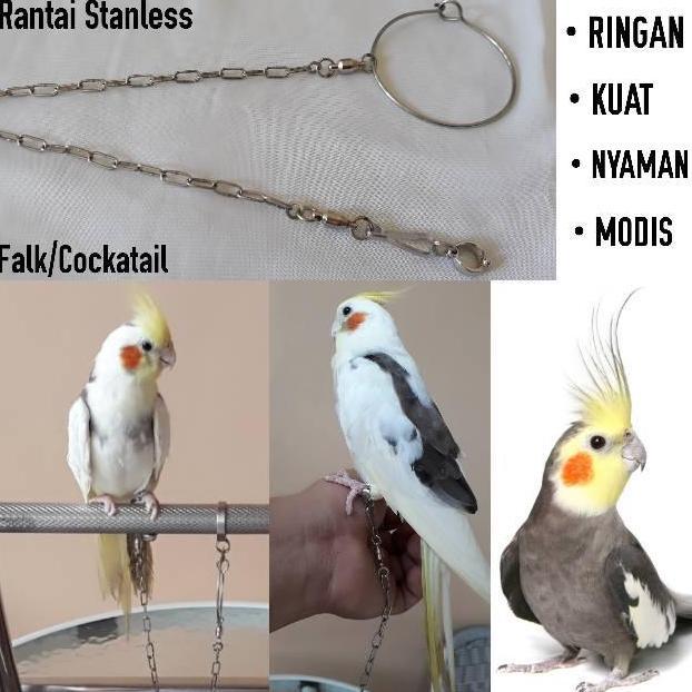 NEW - Rantai falk cockatiel bahan stainless
