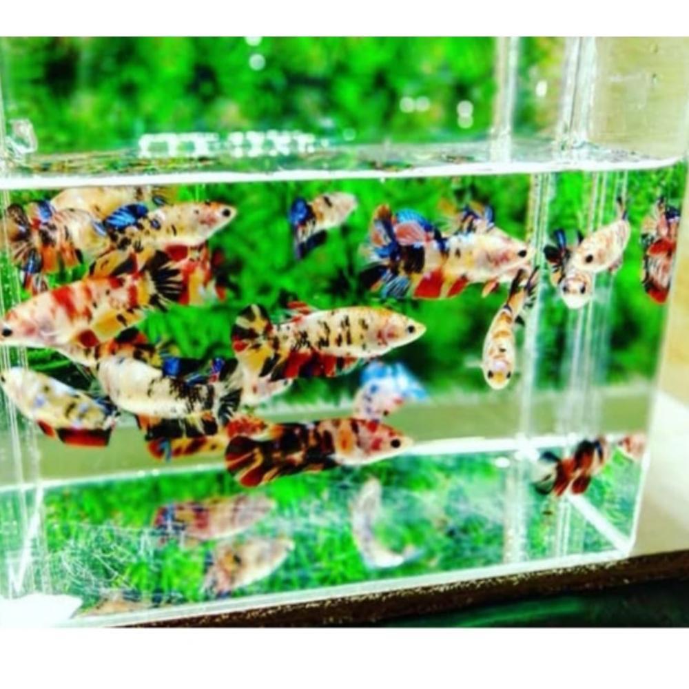 Vitamin Ikan Hias Super