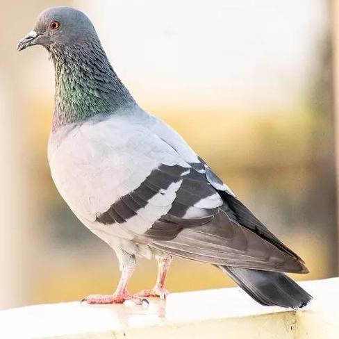 VERSELE LAGA MUSCLE POWER CAPSUL UTK MERPATI BALAP VITAMIN OTOT BURUNG