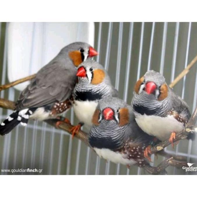 NIGERSEEDS 500 GRAM BIJIAN UNTUK PAKAN BURUNG KENARI FINCH LOVEBIRD